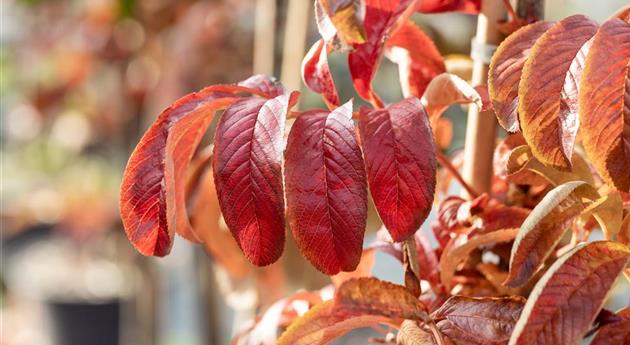 Sorbus insignis