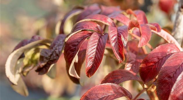 Sorbus insignis