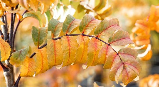 Sorbus aucuparia 'Fastigiata'