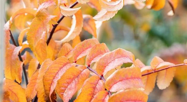 Sorbus aucuparia 'Fastigiata'