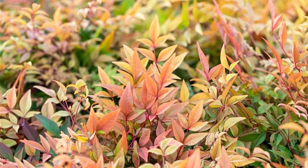 Nandina domestica 'Gulf Stream'