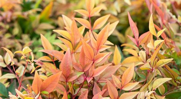 Nandina domestica 'Gulf Stream'