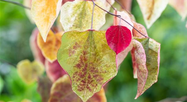 Cercis canadensis 'Carolina Sweetheart'