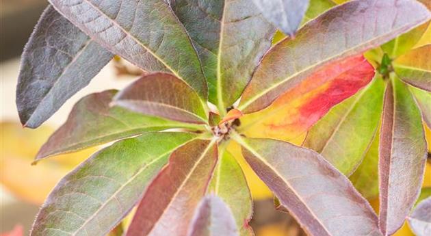 Rhododendron luteum 'Jolie Madame'