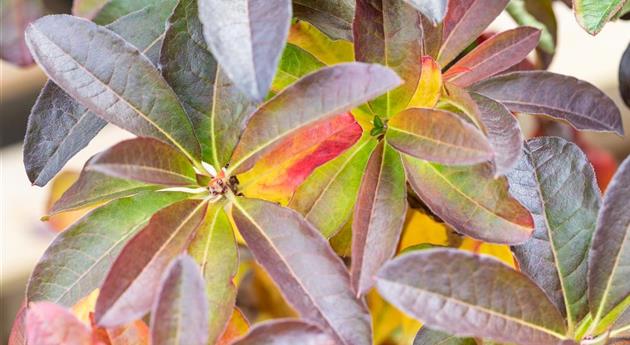 Rhododendron luteum 'Jolie Madame'