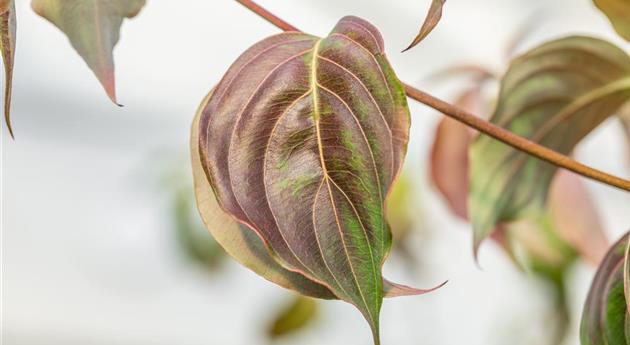 Cornus kousa 'White Fountain'