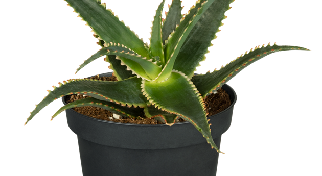 Aloe aculeata