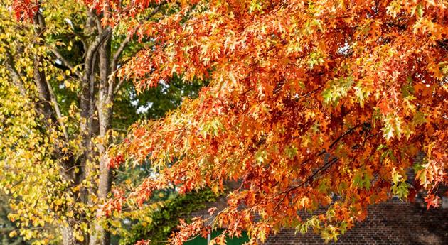 Eiche in Herbstfärbung