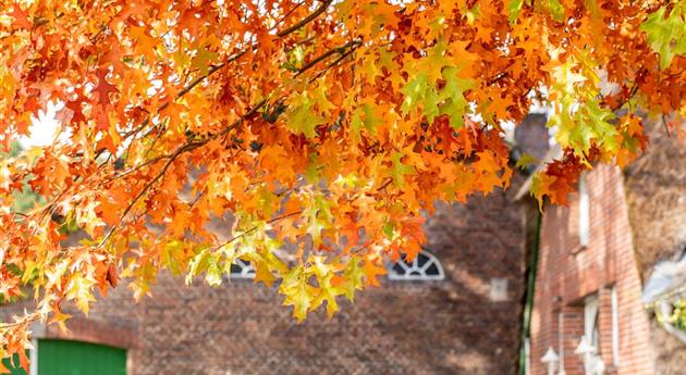 Eiche in Herbstfärbung