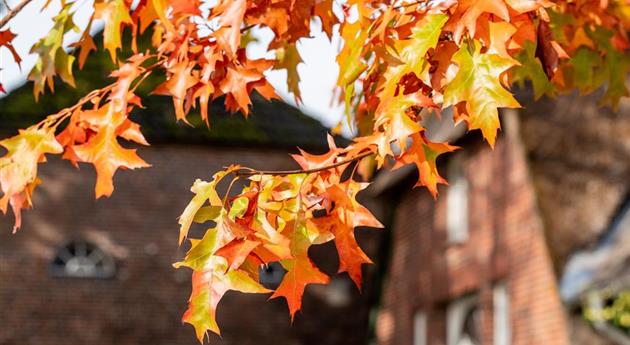 Eiche in Herbstfärbung