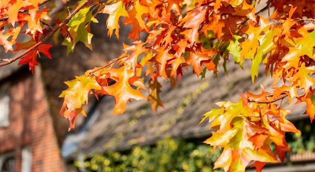 Eiche in Herbstfärbung