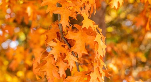 Eiche in Herbstfärbung