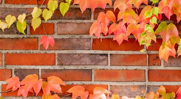 Wand mit herbstlich gefärbten Blättern