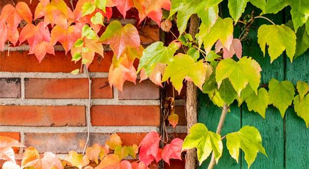 Wand mit herbstlich gefärbten Blättern