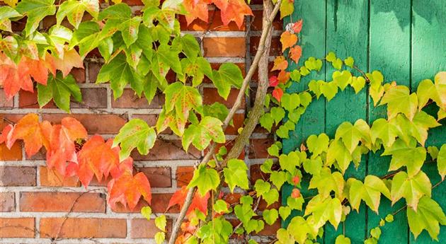 Wand mit herbstlich gefärbten Blättern