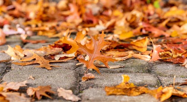 Herbstlaub auf Boden