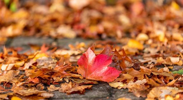 Herbstlaub auf Boden