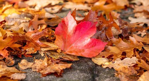 Herbstlaub auf Boden