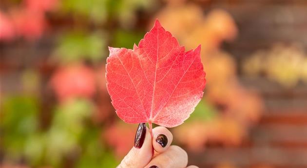 Hand hält herbstlich gefärbtes Blatt