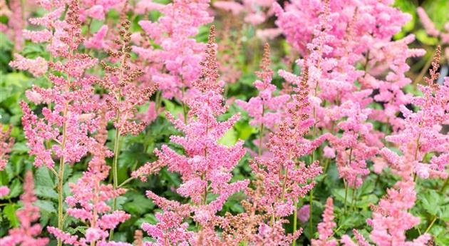 Astilbe chinensis 'Visions in Pink'®