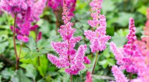 Astilbe chinensis 'Visions in Red'®