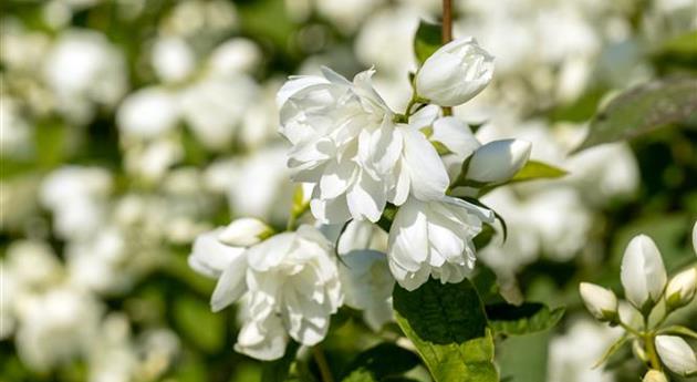 Philadelphus 'Schneesturm'