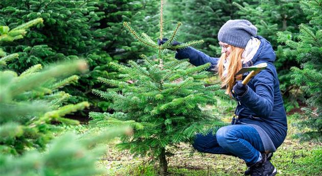 Tannenbaum schlagen - Frau mit Axt