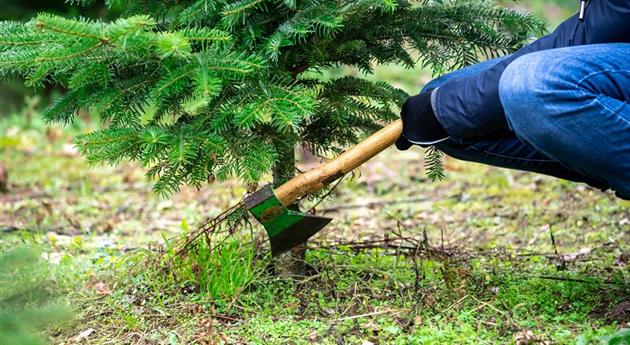 Tannenbaum schlagen - Frau mit Axt