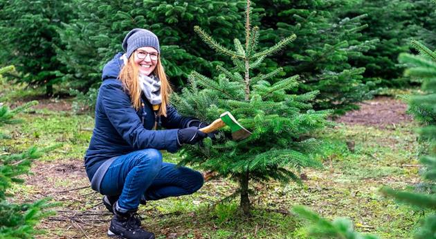 Tannenbaum schlagen - Frau mit Axt