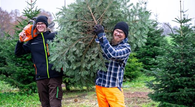 Tannenbaum schlagen - Vater und Sohn mit Baum