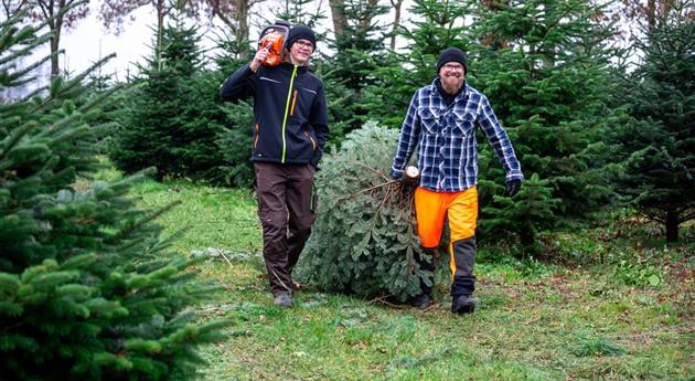 Tannenbaum schlagen - Vater und Sohn mit Baum