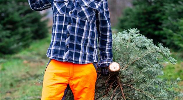 Tannenbaum schlagen - Mann mit Kettensäge und Baum