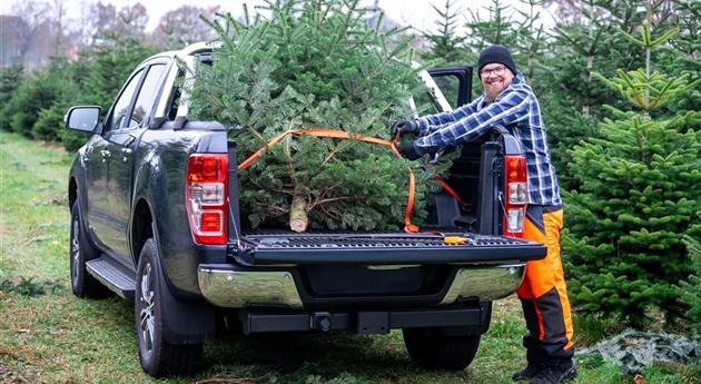 Tannenbaum schlagen - Mann verlädt Baum 