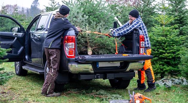 Tannenbaum schlagen - Vater und Sohn verladen Baum 