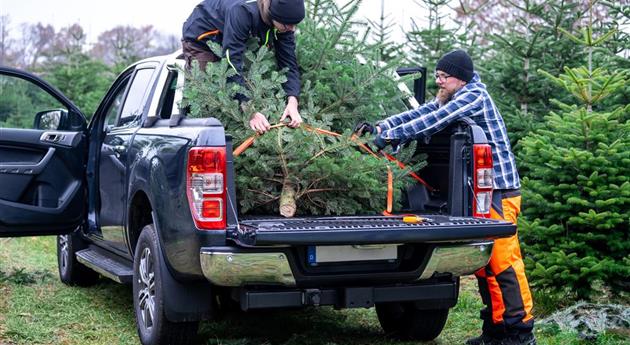 Tannenbaum schlagen - Vater und Sohn verladen Baum 