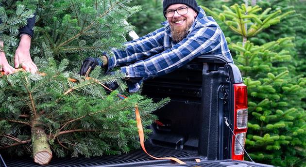 Tannenbaum schlagen - Mann verlädt Baum 