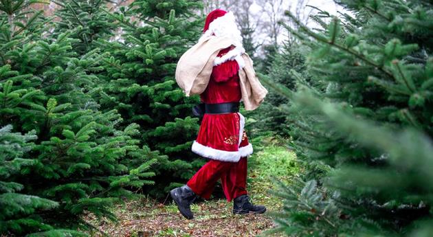 Tannenbaum schlagen - Weihnachtsmann