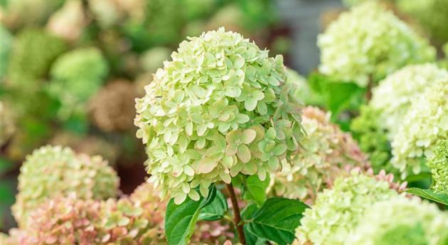 Hydrangea paniculata 'Little Lime'®