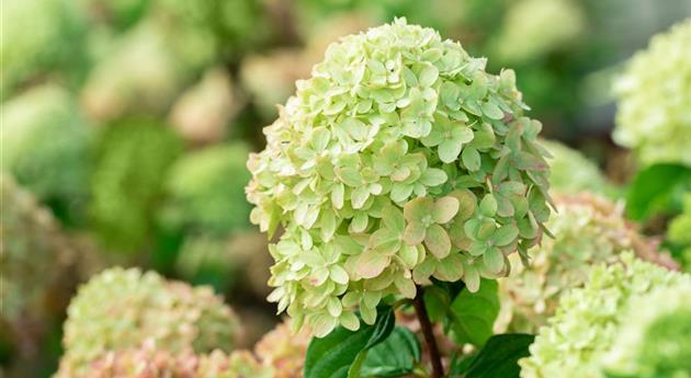 Hydrangea paniculata 'Little Lime'®