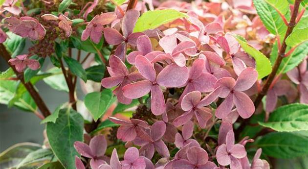 Hydrangea paniculata 'Polestar'®