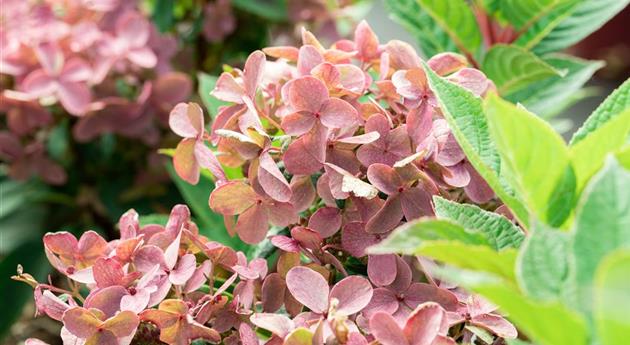 Hydrangea paniculata 'Polestar'®