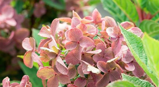 Hydrangea paniculata 'Polestar'®