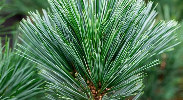 Pinus flexilis 'Vanderwolfs Pyramid'