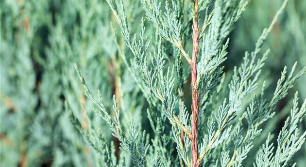 Juniperus virginiana 'Moonglow'