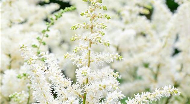 Astilbe chinensis 'Visions in White'®