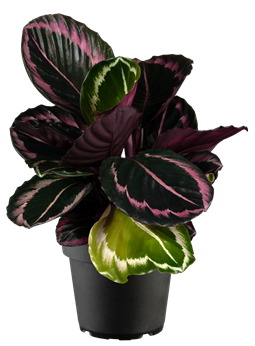 Calathea roseopicta 'Surprise Star'