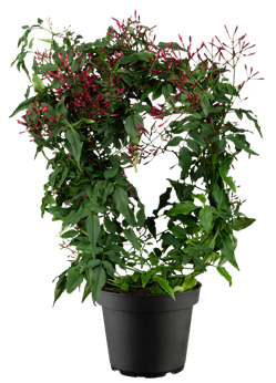 Jasminum polyanthum 'Passion Dark Pink'