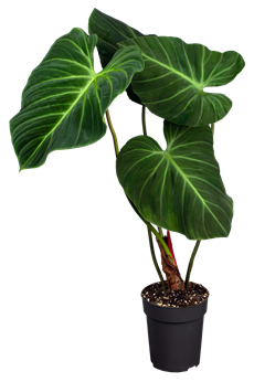 Philodendron rubrijuvenile