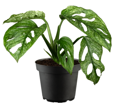 Monstera adansonii 'Mint'