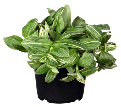 Tradescantia fluminensis